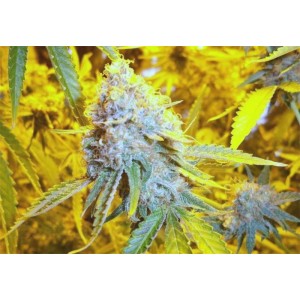 Stealth Spirit Auto. Photo 2 Stealth Spirit Auto. Photo 2